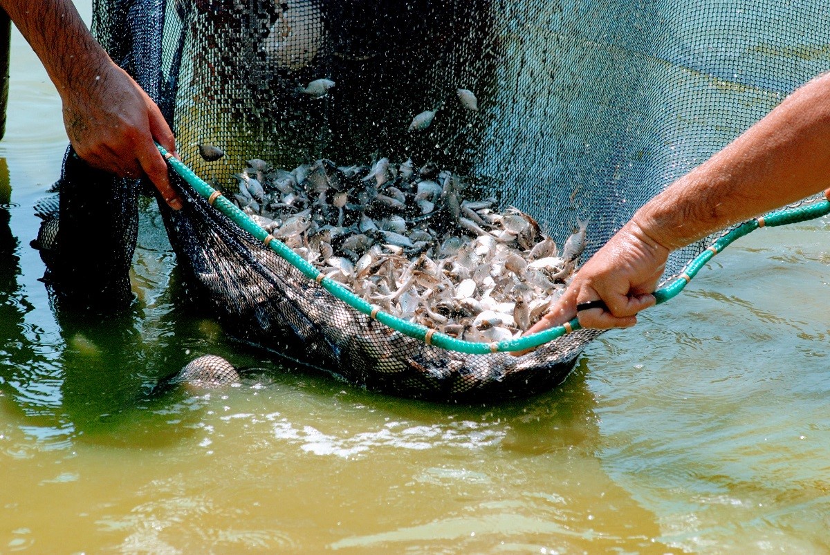 Sepror divulga tabela de preços de ração para peixes