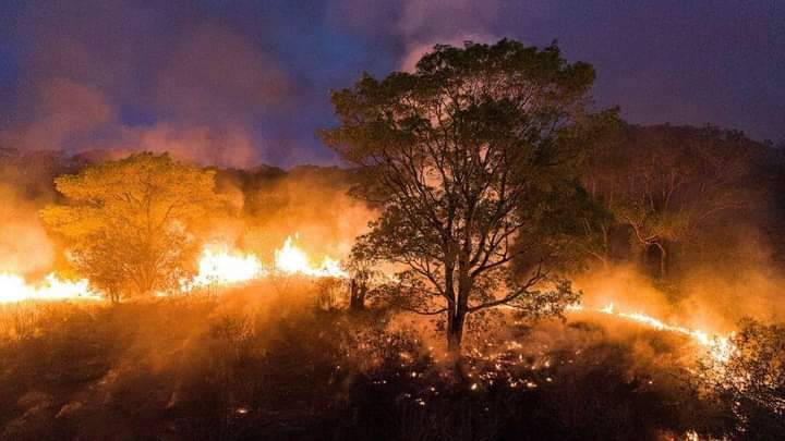 AMAZÔNIA JÁ TEM MAIS QUEIMADAS EM 2020 DO QUE EM TODO O ANO PASSADO