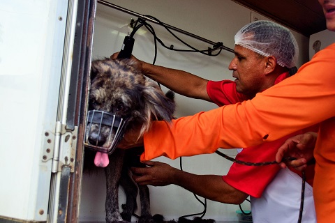 Pets da Semulsp ganham um dia de banho e tosa